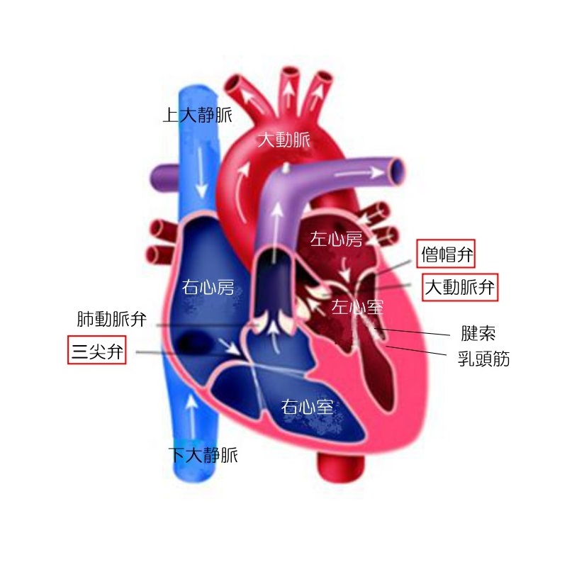 弁膜症