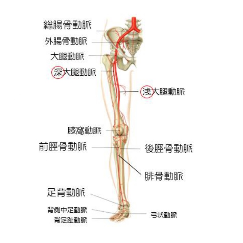 閉塞性動脈硬化症